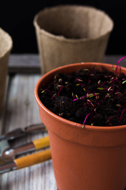 Seedlings in a brown pot in the background empty pots - Фото, зображення