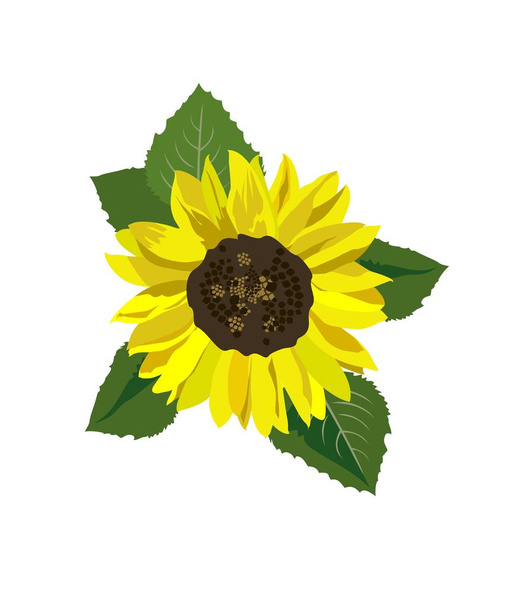 Abstract sunflower isolated on white background - Vector, Image