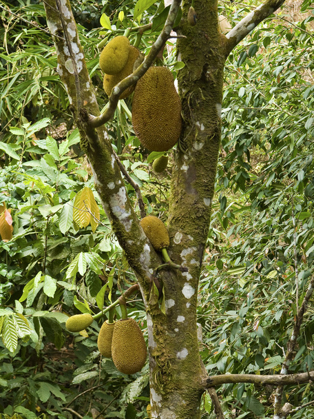 Jackfruit - Photo, Image