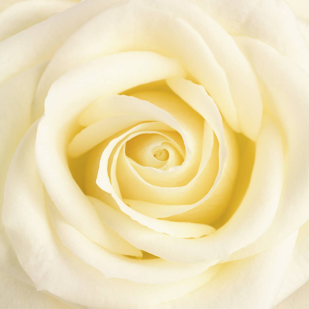 Pastell gelbe Rosenblüte aus nächster Nähe - Foto, Bild