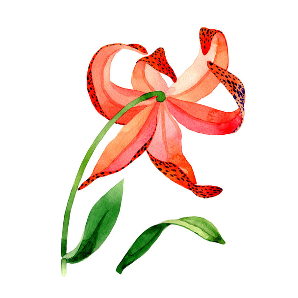 Wildflower leopard lily flower in a watercolor style isolated. - Foto, afbeelding