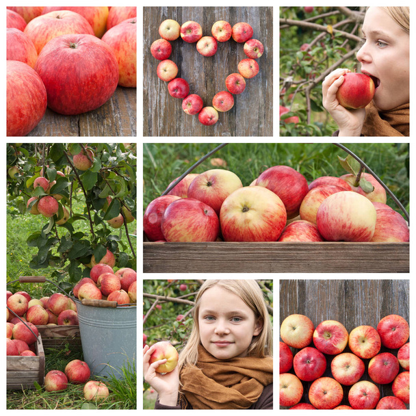 mele e melo
 - Foto, immagini