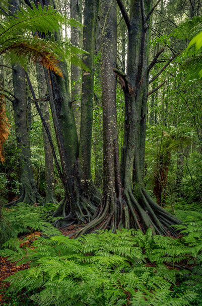 Árboles de la selva y helechos
 - Foto, Imagen