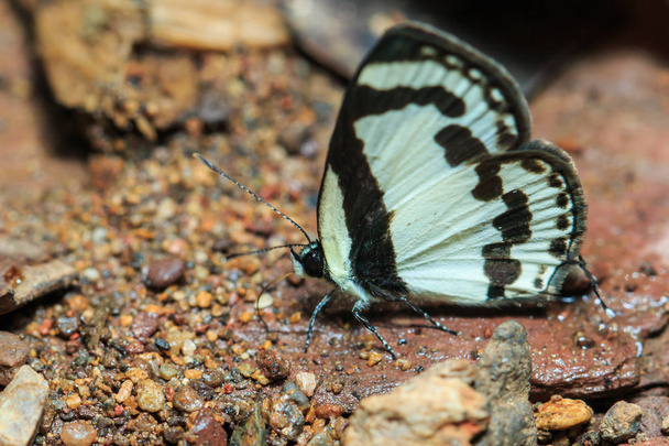 Butterflies, moths, Butterfly
. - Фото, изображение
