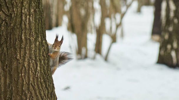 Squirrel sits on a tree - Фото, зображення