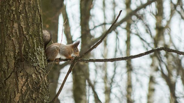 Squirrel sits on a tree - Photo, Image