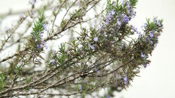 Rosemary bloemen bewogen door de wind, de 4k - Video
