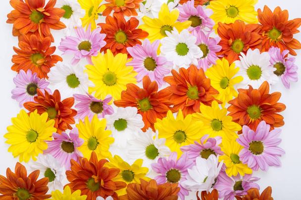 Primer plano de flor de crisantemo
 - Foto, imagen