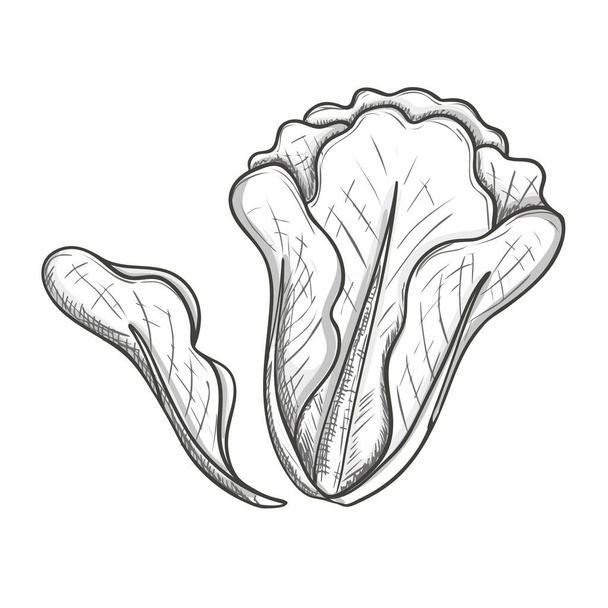 Monochrome sketch salad - Vector, afbeelding