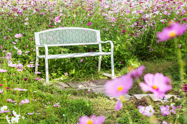 banco en el jardín de flores cosmos
 - Foto, Imagen