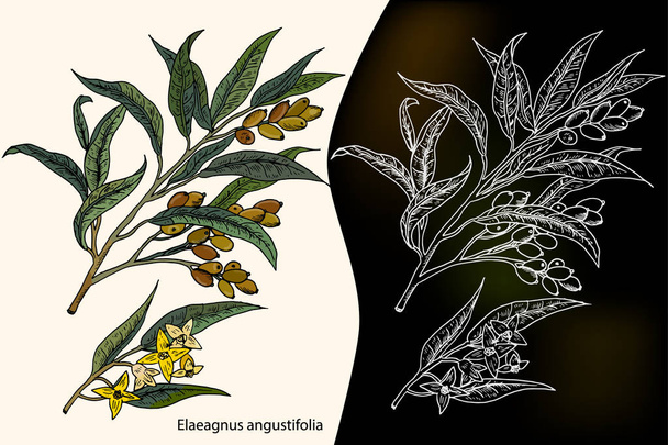 Elaeagnus angustifolia, běžně nazývaný ruské olivový, stříbrné bobule, oleaster, perský olivový nebo divoký olivový - Vektor, obrázek