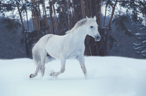 Valkoinen hevonen kulkee lunta metsän taustalla
 - Valokuva, kuva