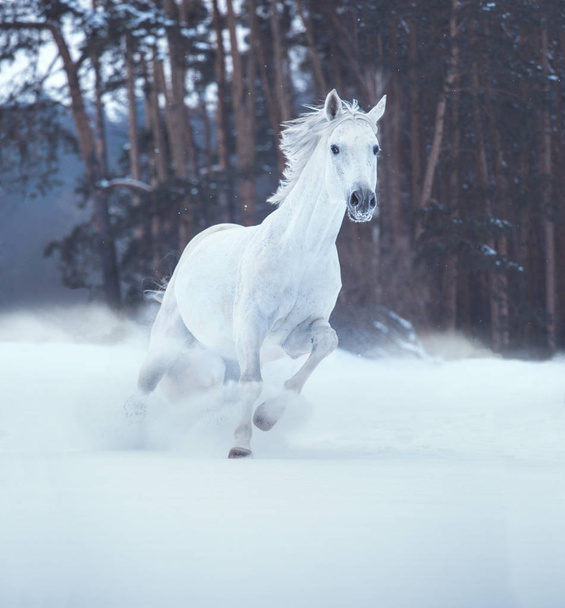 Valkoinen hevonen kulkee lunta metsän taustalla
 - Valokuva, kuva