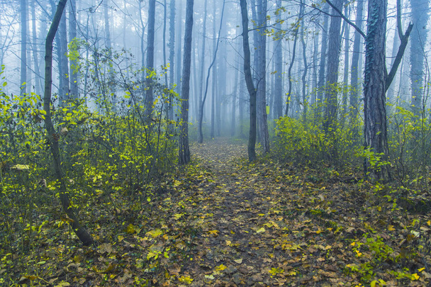 floresta nebulosa pela manhã  - Foto, Imagem