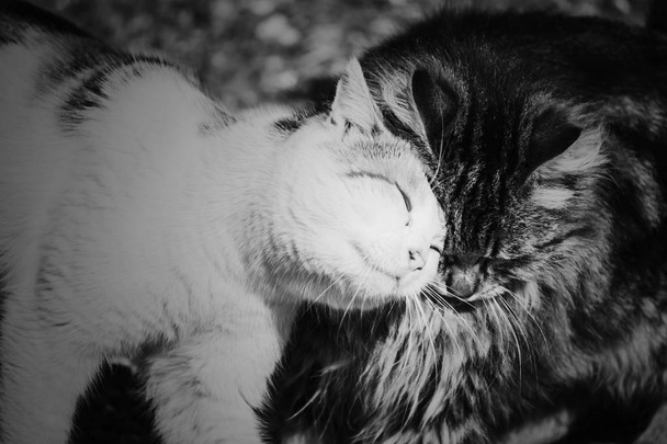 Αδέσποτες γάτες φιλική συνάντηση - Φωτογραφία, εικόνα