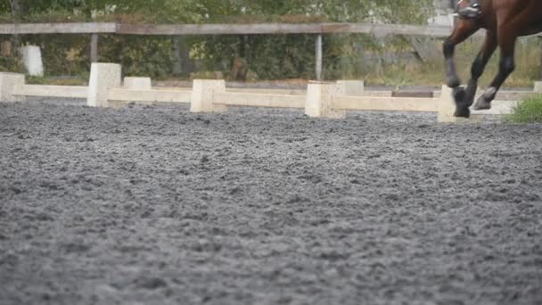 Ayak kum üzerinde çalışan at. Islak çamurlu zeminde dörtnala aygır bacak kapatın. Ağır çekim - Video, Çekim