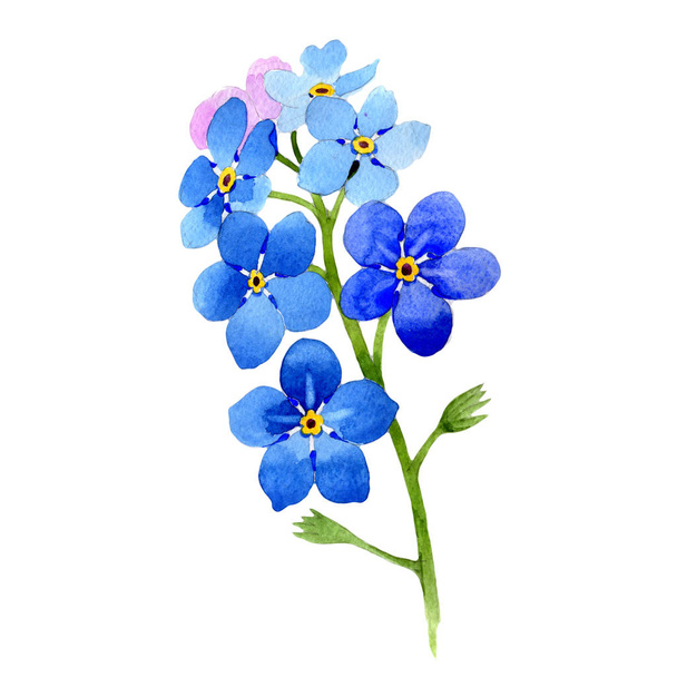 Wildflower myosotis arvensis flower in a watercolor style isolated. - Photo, image