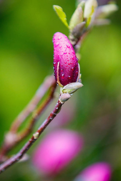 magnoliu imagen de hermosas flores en desenfoque
 - Foto, Imagen