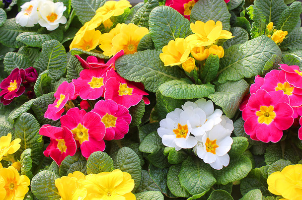 primeroses virágok-a különböző színek  - Fotó, kép