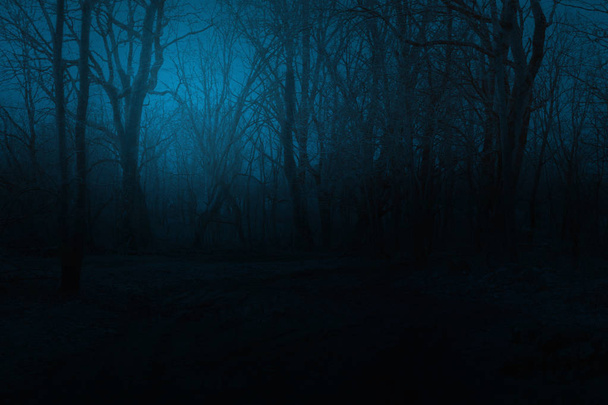 Spooky foggy mountain forest at night - Photo, Image