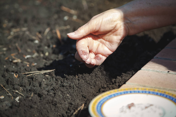 Hand sowing seeds in ground close-up - 写真・画像