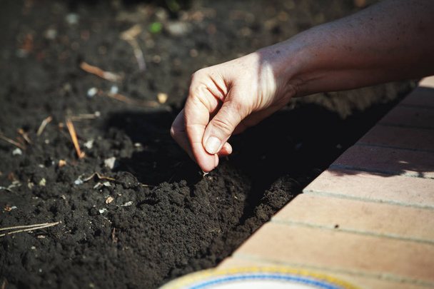 Hand sowing seeds in ground close-up - Φωτογραφία, εικόνα