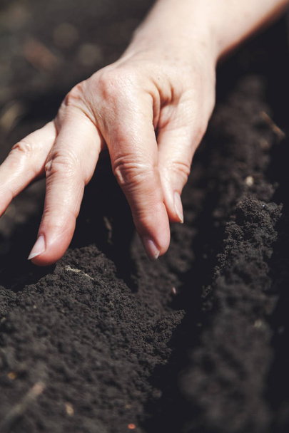 Hand women sows seeds in ground close-up - Fotó, kép