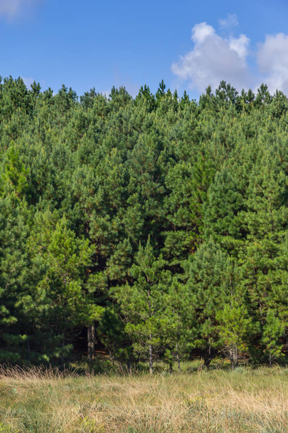 Pine Forest and blue sky - Photo, Image