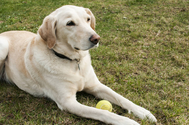 Labrador cão com bola de tênis
 - Foto, Imagem