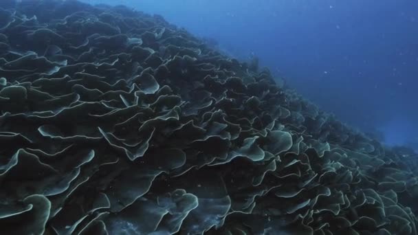 Γιγάντια αποικία του λάχανο σκληρά κοράλλια στο Παλάου - Πλάνα, βίντεο