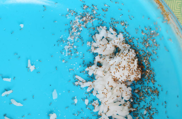rode mieren voeden en carry rijst nesten van huisdier bowl - Foto, afbeelding