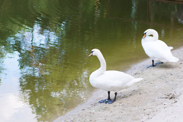 湖の近くの 2 つの白鳥 - 写真・画像