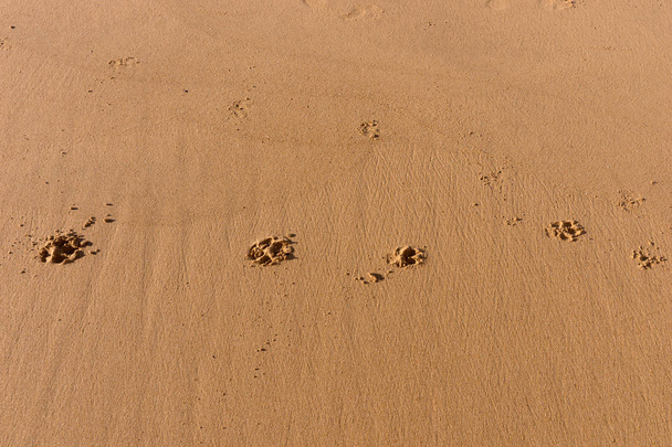 Сліди собак на пляжі
 - Фото, зображення