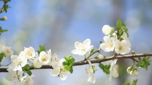 blühender Apfelbaum. Blütenbäume. Frühling. - Filmmaterial, Video