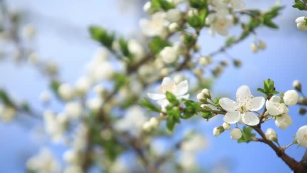 Flowering apple tree. Blossom trees. Spring. - Footage, Video