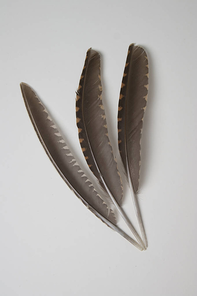 three bird feathers on a gray background - Photo, Image