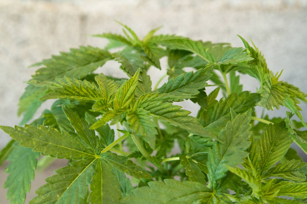 Primo piano delle foglie di Cannabis
 - Foto, immagini