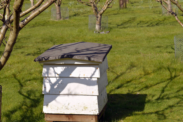 Bienenstock zur Bestäubung von Obstbäumen - Foto, Bild