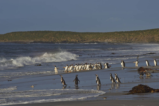 Grande grupo de pinguins Gentoo (Pygoscelis papua) retornando à terra depois de um curto banho matinal no mar na Ilha Sealion, nas Ilhas Malvinas. Pinguins de Magalhães em primeiro plano
 - Foto, Imagem
