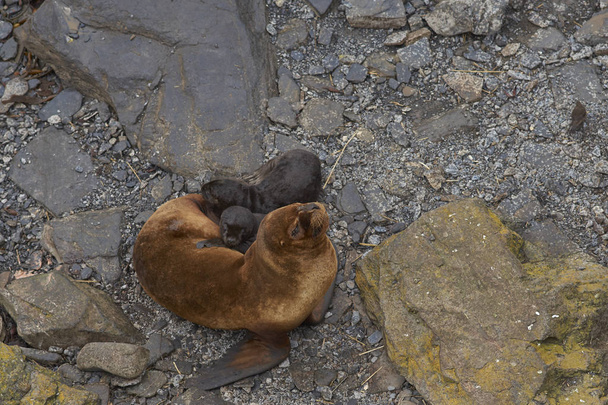 Southern Sea Lion and pup - Photo, Image