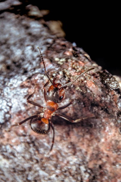 Hormiga de madera roja
 - Foto, Imagen