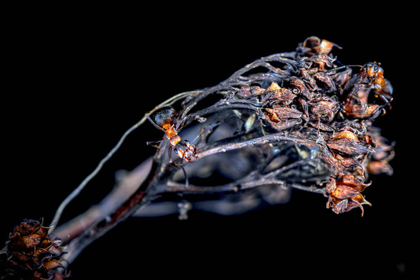 Vörös fa hangyák - Fotó, kép
