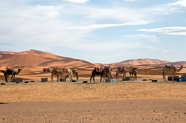 Cammelli nel deserto di Erg Shebbi in Marocco
 - Foto, immagini