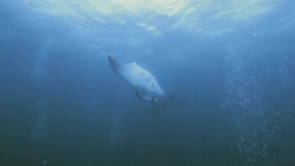 Manta ray lussen vele malen bij het voederen, palau, micronesia - Video