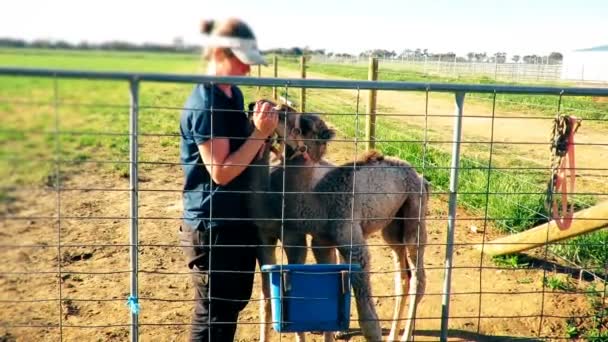 Velbloudi se jakási žena hrát s a jíst z ruky ve farmě - Záběry, video