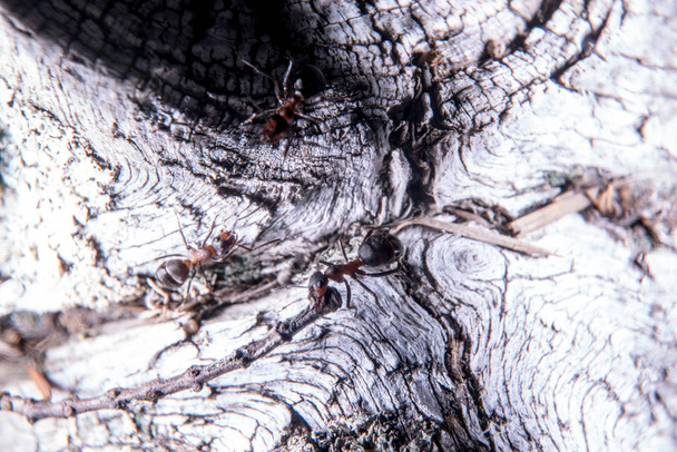 Vörös fa hangya - Fotó, kép