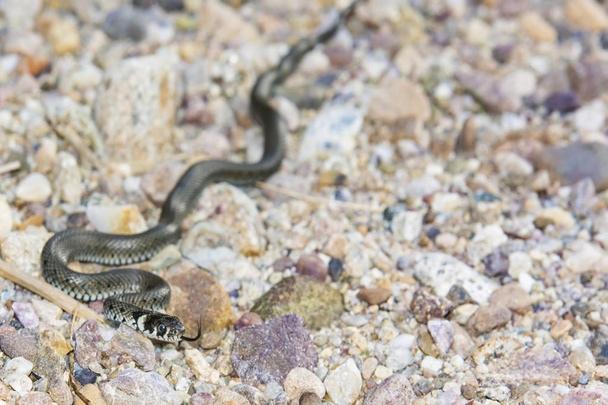 Kígyó-szoros fel  - Fotó, kép