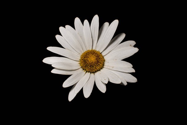 Daisy in close up - Photo, Image