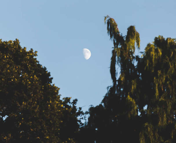 Luna entre las ramas
 - Foto, imagen