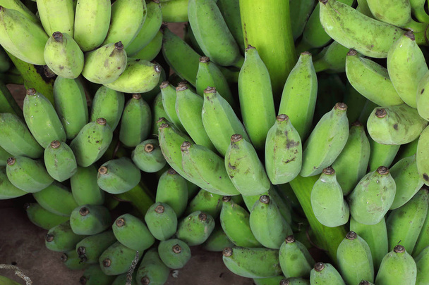 raw cultivated banana from fruit garden in Thailand - Photo, Image